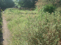 Garden clearance